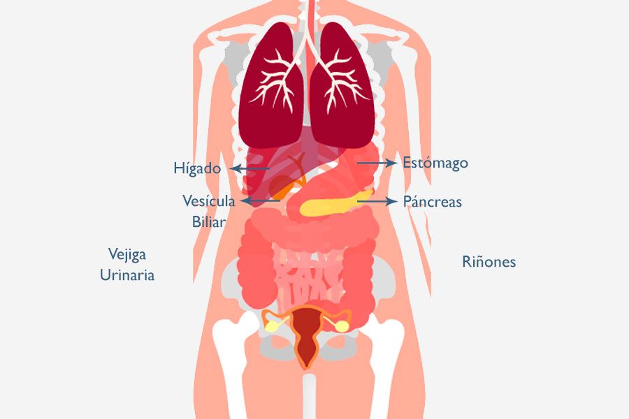 anatomia de la zona abdominal